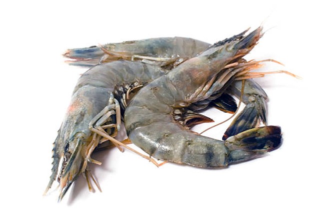 Gambero W/tiger Nigeria (primastar) 6/8 26/30cm Bordo Cong 2kg pkg 8kg Karton Fredd