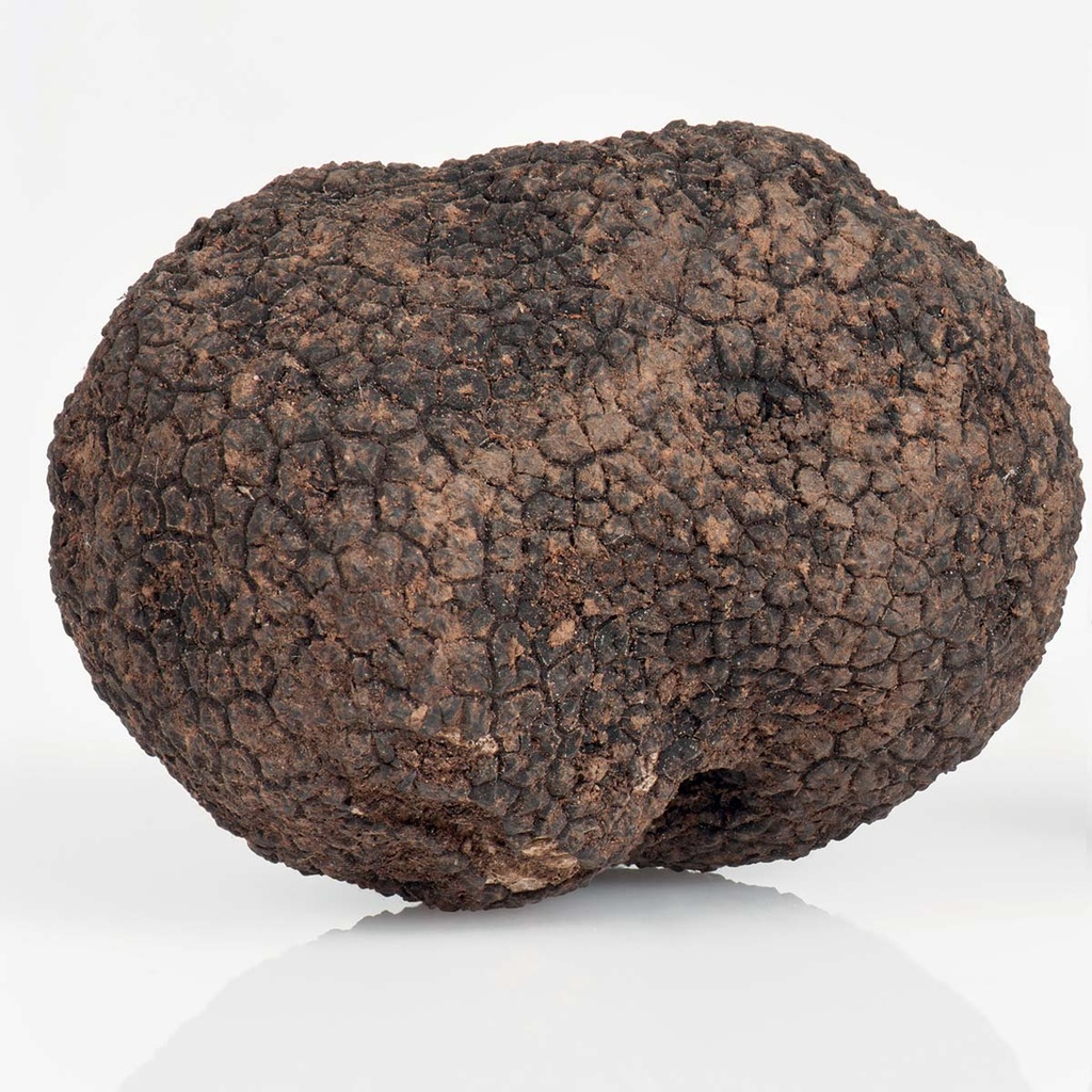 TARTUFO NERO UNCINATO FRESCO TT