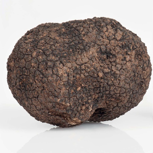 Truffe Noire d'Automne Fraîche TT