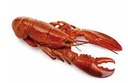 ASTICE AMERICANI CRUD RETE IQF CANADA 400/450G CONG BORDO FREDD