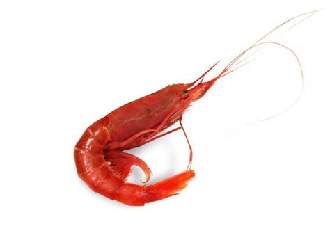 GAMBERO ROSSO SICILIA VASCHETTA 2° BORDO CONG KG - 12 KG A CRT FREDD