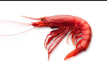 Gambero Rosso Imperiale Carabineros FAO 34 9/12 Vaschetta 1kg 12kg case PER