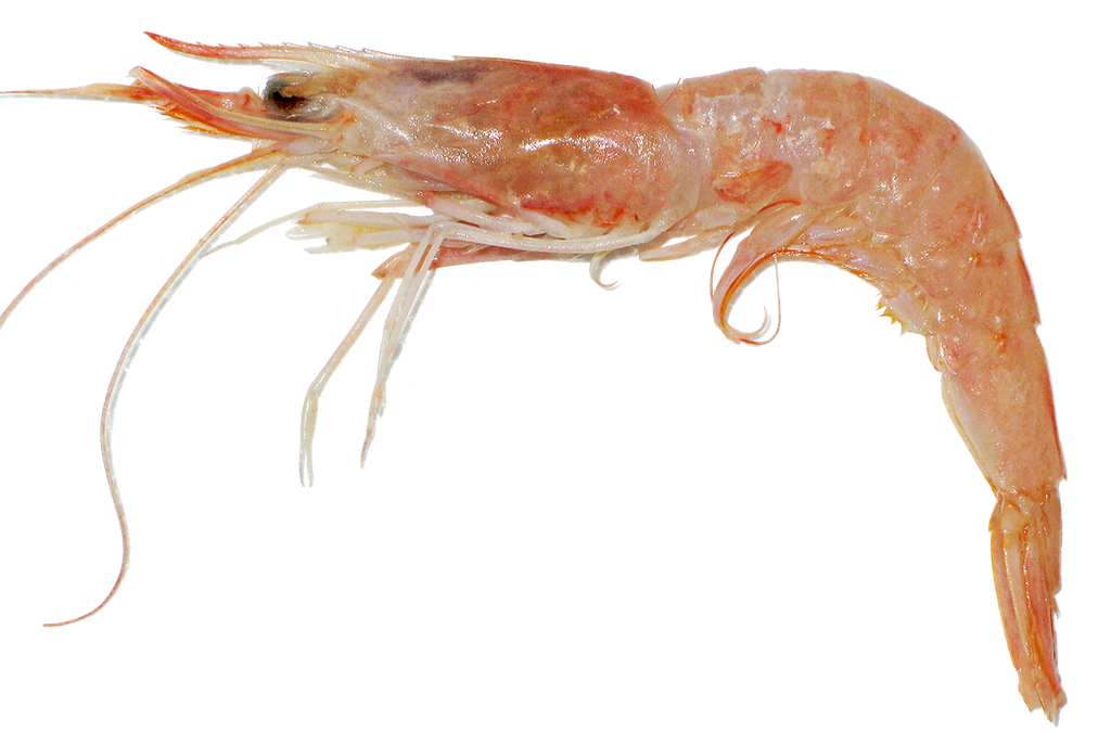 Crevettes Roses Surgelées de Tunisie (Calembo) 150/180 (Carton 12 kg) FREDD