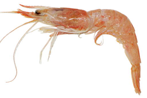 Crevettes Roses Surgelées de Tunisie (Calembo) 150/180 (Carton 12 kg) FREDD
