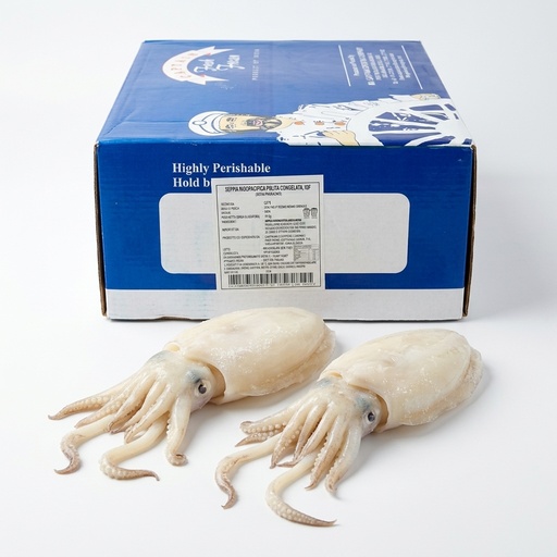 Seiche Indo-Pacifique Nettoyée Surgelée IQF U/1 4,8 kg — Amulya