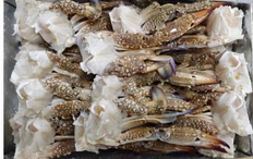 Granchio Chele E Corpi Tunisia 20/30 Cong Fredd