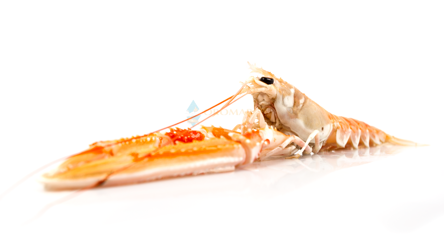 SCAMPI 4/7 NEPHROPS NORVEGICUS FAO 27 ICES IV NORDSEA 700G CONF 6 CONF CRT PESO SENZA GLASSATURA OROM