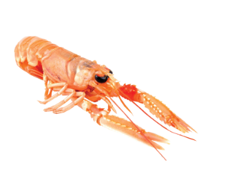 SCAMPI 8/12 NEPHROPS NORVEGICUS FAO 27 ICES IV NORDSEA 700G CONF 6 CONF CRT PESO SENZA GLASSATURA OROM