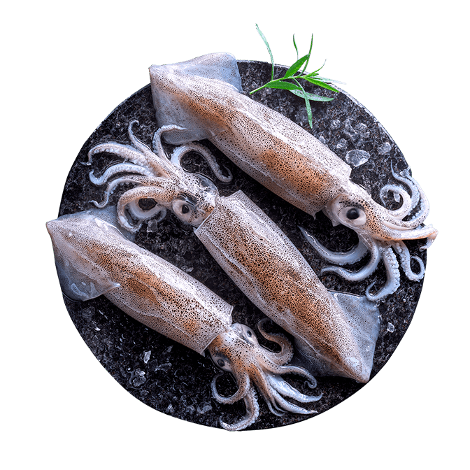 CALAMARO PATAGONIA PULITO CONG C4 FAO 41 CONF 900G 8 CONF CRT 7.2KG CRT LANZ