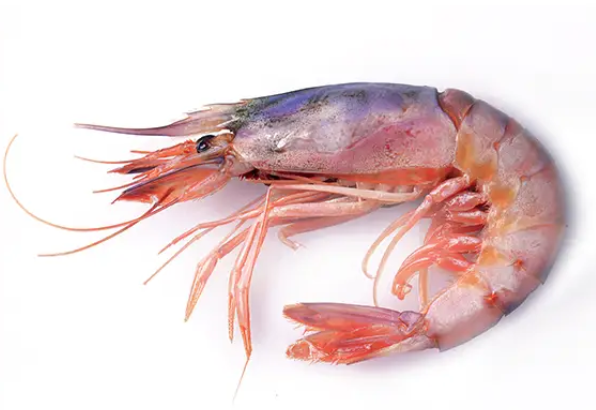 GAMBERO ROSSO (VIOLA) MEDITERRANEO INTERO VASCHETTA 1A 15/25 CONG CA 2 KG VASCH FREDD