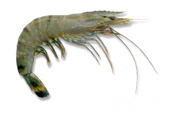 GAMBERO BLACK TIGER INTERO 8/12 CONF 1KG 1OKG CRT GLASS 20% DSD