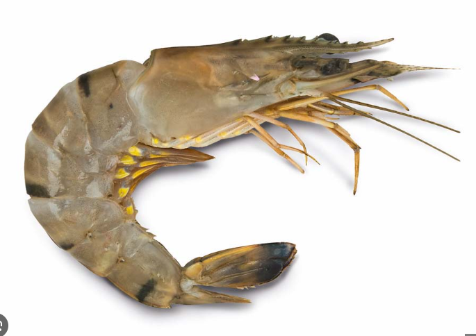 Gambero Black Tiger Intero 2/4 pkg 1kg 10kg krt Glass 20% Dsd