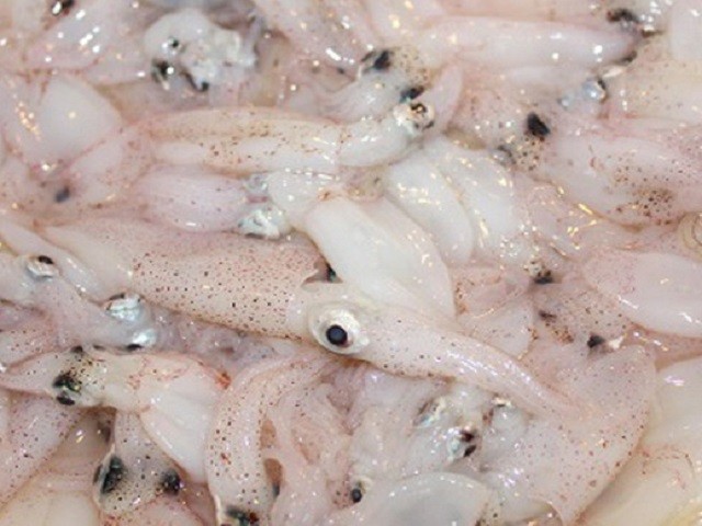 CALAMARO DEL PACIFICO CALAMARETTI BLOCCO CINA 3/5CM PESO SENZA GLASSATURA BUSTA 1KG 10KG CRT FREDD