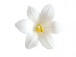 GIGLIO PICCOLO 108 PZ CRT FLOR