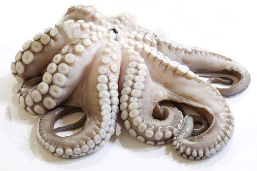 POLPI IQF INDIA (ASHA) T3 2000/3000 GR CONG FREDD