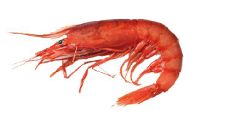 Crevettes rouges entières de Sicile calibre 3, 30–45 pièces/kg (Carton 8 kg) POL