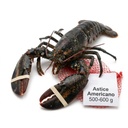 Amerikanischer Hummer Ganz Roh Gefroren Im Netz 500-600g Krt 4.54kg POL