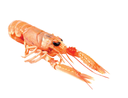 SCAMPI 8/12 NEPHROPS NORVEGICUS FAO 27 ICES IV NORDSEA 700G CONF 6 CONF CRT PESO SENZA GLASSATURA OROM